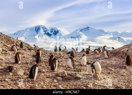 Gentoo Pinguine Kolonie Mitglieder sitzen auf den Felsen mit Bergen im Hintergrund, Neco Bay, Antarktis Stockfoto