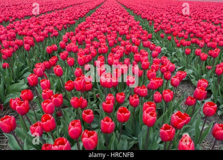 Endlosen Feld von roten Tulpen. Holland. Europa. Stockfoto