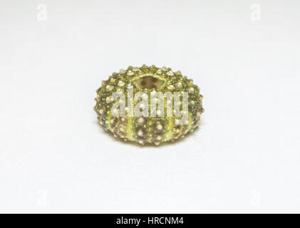 Eine bunte Seeigel Skelett isoliert auf einem weißen Hintergrund. Beim Tauchen in Kroatien gefunden. Stockfoto