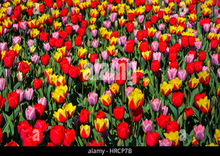 Bunte Vielfalt der holländischen Tulpen, Lisse, Bollenstreek, Niederlande Stockfoto