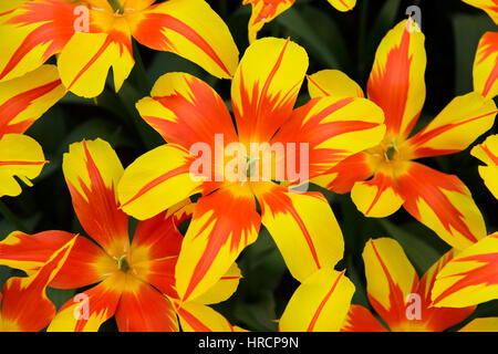 Tulpen Feuer Flügel, Keukenhof Gärten, Lisse, Niederlande Stockfoto