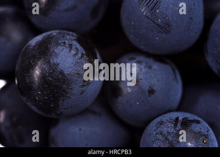 Großaufnahme, reife dunkle Trauben Beeren Stockfoto