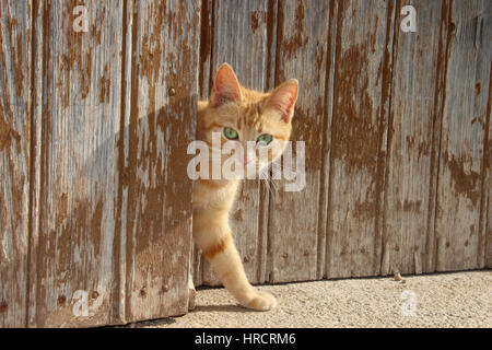 junge Hauskatze, Ingwer, rot gestromt, Blick aus dem offenen Tor ein altes Scheunentor Stockfoto