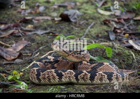 Eine südamerikanische Bushmaster Schlange (Lachesis Muta Muta) aufgewickelt im Amazonas Regenwald Stock in Loreto, Peru Stockfoto