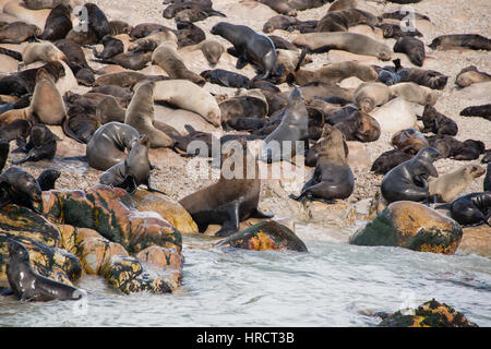 Robben sonnen sich am Strand auf Geyser Rock, Gansbaai, Südafrika Stockfoto