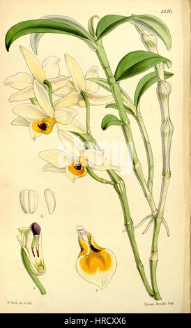Diese botanische Illustration aus Curtis’ Botanical Magazine zeigt Dendrobium aphrodite, auch bekannt als Dendrobium nodatum. Die detaillierte Zeichnung zeigt die komplizierte Schönheit und Struktur der Orchideenarten in einem historischen Kontext. Stockfoto