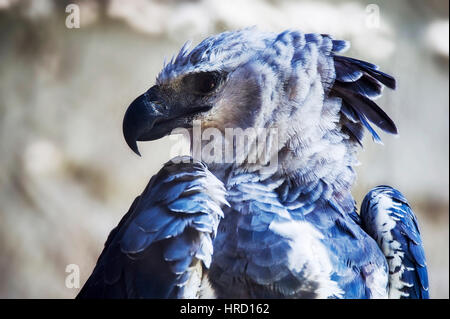 Harpyie (Harpia Harpyja), es ist die größte und mächtigste Raptor von Amerika. Gefangene Tier. Stockfoto