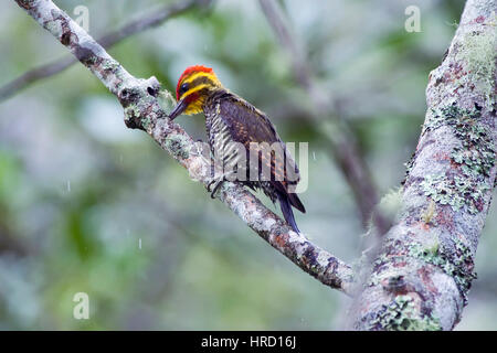 Gelb-browed Specht (Piculus Aurulentus), fotografiert in Domingos Martins, Espírito Santo - Brasilien. Atlantischer Regenwald Biom. Stockfoto