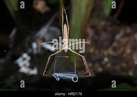 Eine Net-Casting-Spinne (Familie Deinopidae) in den Amazonas-Regenwald in der Nacht in Loreto, Peru Stockfoto