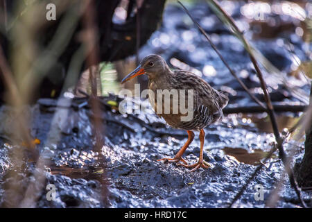 Klöppel Schiene (Rallus Longirostris), fotografiert in Vitória, Espirito Santo - Brasilien. Atlantischer Regenwald Biom. Stockfoto