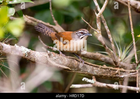 Schnauzbärtige Wren (Pheugopedius Genibarbis), fotografiert in Guarapari, Espírito Santo - Südosten von Brasilien. Atlantischer Regenwald Biom. Stockfoto