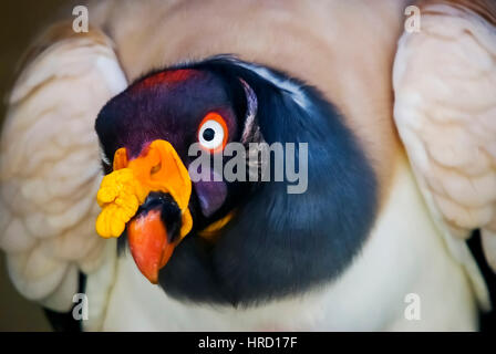 König Geier (Sarcoramphus Papa), fotografiert in unvollständig Dünen, Espírito Santo - Brasilien. Atlantischer Regenwald Biom. Stockfoto