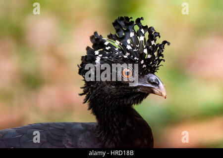 Rot-billed Hokkohühner (Crax Blumenbachii) fotografiert bei Cupido e Hotel Bauernhof in Linhares, Espírito Santo - Südosten von Brasilien. Atlantischer Regenwald Stockfoto