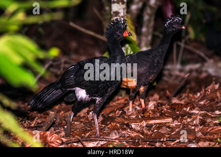 Rot-billed Hokkohühner (Crax Blumenbachii) fotografiert bei Cupido e Hotel Bauernhof in Linhares, Espírito Santo - Südosten von Brasilien. Atlantischer Regenwald Stockfoto