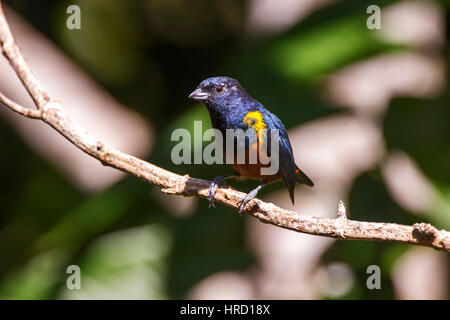 Männliche Kastanie-bellied Euphonia (Euphonia Pectoralis), fotografiert in Domingos Martins, Espírito Santo - Brasilien. Atlantischen Regenwaldes Biom. Stockfoto