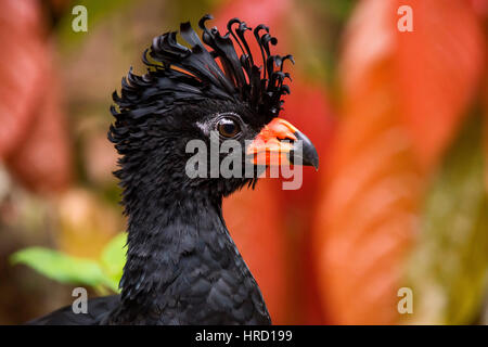 Rot-billed Hokkohühner (Crax Blumenbachii) fotografiert bei Cupido e Hotel Bauernhof in Linhares, Espírito Santo - Südosten von Brasilien. Atlantischer Regenwald Stockfoto