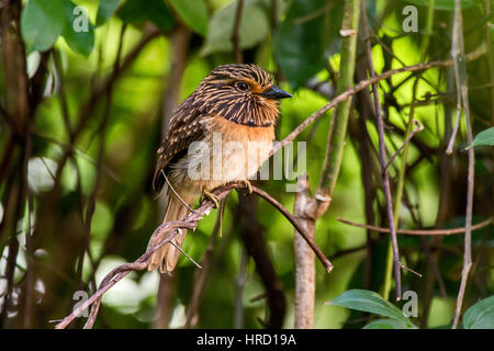 Halbmond-chested Puffbird (Malacoptila Striata), Fotografado Em Domingos Martins, Espírito Santo - Brasilien. Atlantischen Regenwaldes Biom. Stockfoto