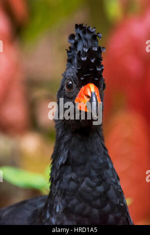 Rot-billed Hokkohühner (Crax Blumenbachii) fotografiert bei Cupido e Hotel Bauernhof in Linhares, Espírito Santo - Südosten von Brasilien. Atlantischer Regenwald Stockfoto