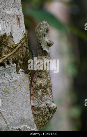 Unter der Leitung von Peanut Fehler (Fulgora Laternaria) auf einem Baumstamm im Amazonas-Regenwald in Loreto, Peru Stockfoto