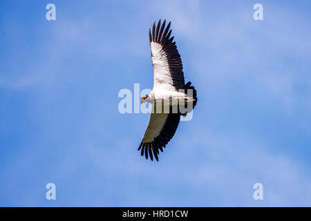 König Geier (Sarcoramphus Papa) in Sooretama, Espírito Santo - Brasilien fotografiert. Stockfoto