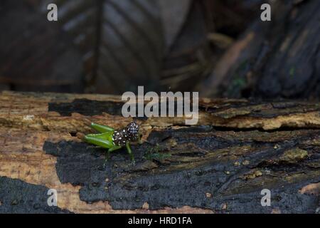 Eine bunte kurze – gehörnte Grasshopper-Nymphe (Familie Feldheuschrecken) auf einem Baumstamm in den Amazonas-Regenwald in Loreto, Peru Stockfoto