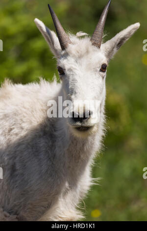 Bergziege (Oreamnos Americanus) Porträt im Glacier Nationalpark, MT, USA Stockfoto