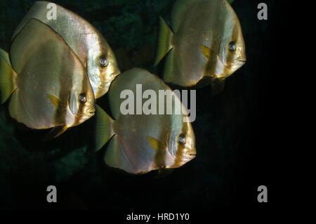 Schwarm von Runde, Rundschreiben oder Orbicular Fledermausfisch (Platax Orbicularis), ursprünglich vom Roten Meer aus Australien und Japan Stockfoto