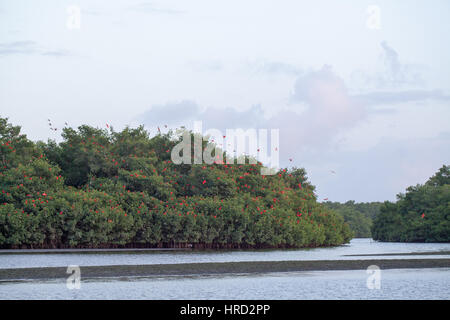 Scarlet Ibis (Eudocimus Ruber). Flug zu Nacht Zeit Schlafplatz Websites in einer unter den Mangroven Caroni Sumpf. Trinidad. Karibik. West Indies. Stockfoto