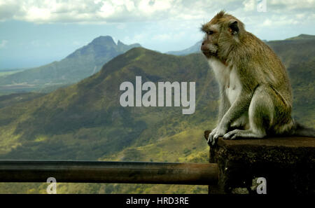 Mauritius, Black River Gorges Nationalpark, Affen, Regenwald, tropischen Dschungel, Mauritius, Black River Gorges National Park, Affen Stockfoto