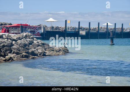 Trauerschnäpper Kormoran Erwärmung seine Flügel in der Sonne stehend auf Kalkfelsen mit dem indischen Ozean auf Rottnest Island in Western Australia. Stockfoto