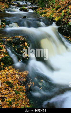 Dickson Creek im Herbst, Fundy National Park, New Brunswick, Kanada Stockfoto