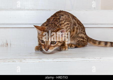Die Bengali Katze war bereit, den Sprung auf eine Beute, schöne Bengal Kätzchen sitzt auf der weißen Treppe, Blick auf Spielzeug und spielen. Stockfoto