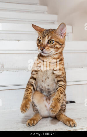 Die Bengali Katze sitzt am hinteren Pfoten in einem Haus auf einer Treppe Stockfoto