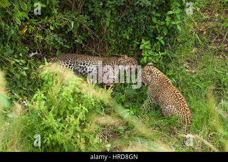 Leopard im Masai Mara National Park, sind die Kinder von Leopard nach dem Abendessen spielten. Stockfoto