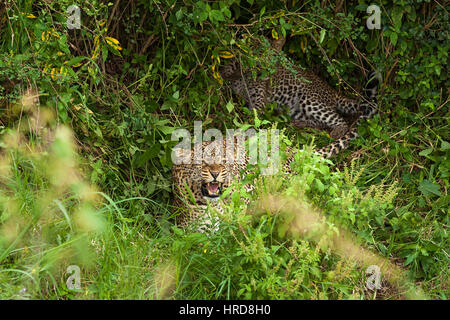 Leopard im Masai Mara National Park, eine Leopardin schützt die Kinder Stockfoto