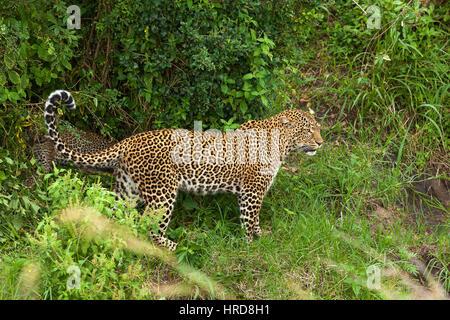 Leopard in Masai Mara Nationalpark Stockfoto