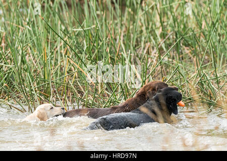 Eine Schokolade und ein schwarzer Labrador-Retriever spielen zusammen im Wasser mit einem orangefarbenen Ring, während eine gelbe Puupy versucht Schritt zu halten. Stockfoto