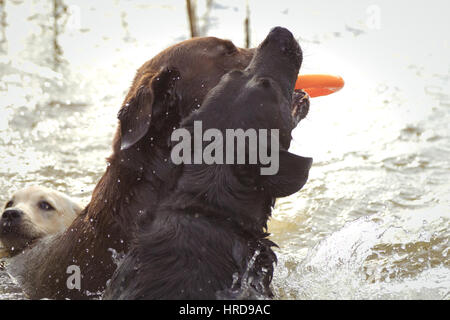 Zwei Labrador Retriever spielen mit einem orangefarbenen Ring Spielzeug in einem See. Stockfoto