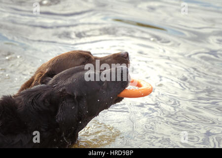Zwei Labrador Retriever spielen Tauziehen mit einem Spielzeug in einem See. Stockfoto