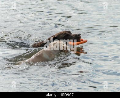 Eine Schokolade Erwachsene Labrador Retriever und gelbe Welpen spielen mit einem orange Spielzeug im Wasser. Stockfoto