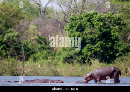 Ein Großteil der Tierwelt von Majete Wildlife Reserve in Malawi durch Wiederansiedlungen restauriert wurde und konzertierte Anstrengungen in den vergangenen Jahren. Stockfoto