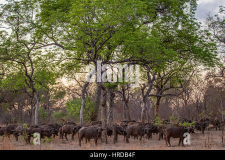 Ein Großteil der Tierwelt von Majete Wildlife Reserve in Malawi durch Wiederansiedlungen restauriert wurde und konzertierte Anstrengungen in den vergangenen Jahren. Stockfoto