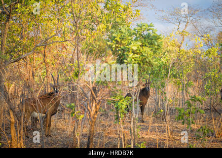 Ein Großteil der Tierwelt von Majete Wildlife Reserve in Malawi durch Wiederansiedlungen restauriert wurde und konzertierte Anstrengungen in den vergangenen Jahren. Stockfoto