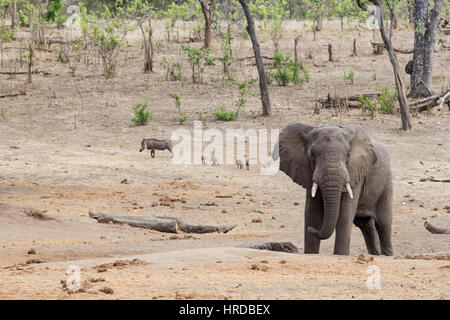 Ein Großteil der Tierwelt von Majete Wildlife Reserve in Malawi durch Wiederansiedlungen restauriert wurde und konzertierte Anstrengungen in den vergangenen Jahren. Stockfoto