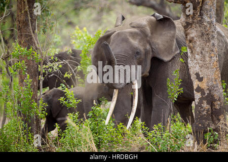 Ein Großteil der Tierwelt von Majete Wildlife Reserve in Malawi durch Wiederansiedlungen restauriert wurde und konzertierte Anstrengungen in den vergangenen Jahren. Stockfoto