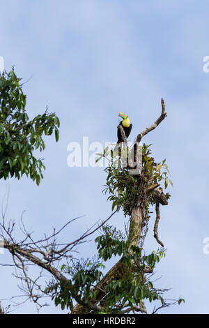Kiel-billed Toucan, Schwefel-breasted Toucan oder Regenbogen-billed Tukan, Ramphastos Sulfuratus, ist der nationale Vogel von Belize.  Es reicht von Mexiko Stockfoto