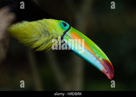 Kiel-billed Toucan, Schwefel-breasted Toucan oder Regenbogen-billed Tukan, Ramphastos Sulfuratus, ist der nationale Vogel von Belize.  Es reicht von Mexiko Stockfoto