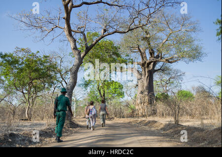 Majete Wildlife Reserve in Malawi ist eines der beliebtesten Länder Safari-Ziel und derzeit der einzige Park mit den Big Five. Stockfoto