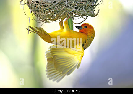 Golden Palm Weaver Vogel unter einem neu gebauten Nest aus Palmwedeln, ausgesetzt. Lila/gelb Tönen. Full Frame. "Weben". Stockfoto