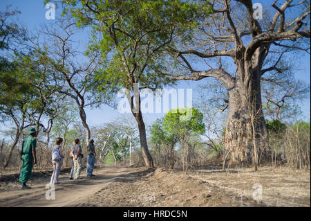 Majete Wildlife Reserve in Malawi ist eines der beliebtesten Länder Safari-Ziel und derzeit der einzige Park mit den Big Five. Stockfoto